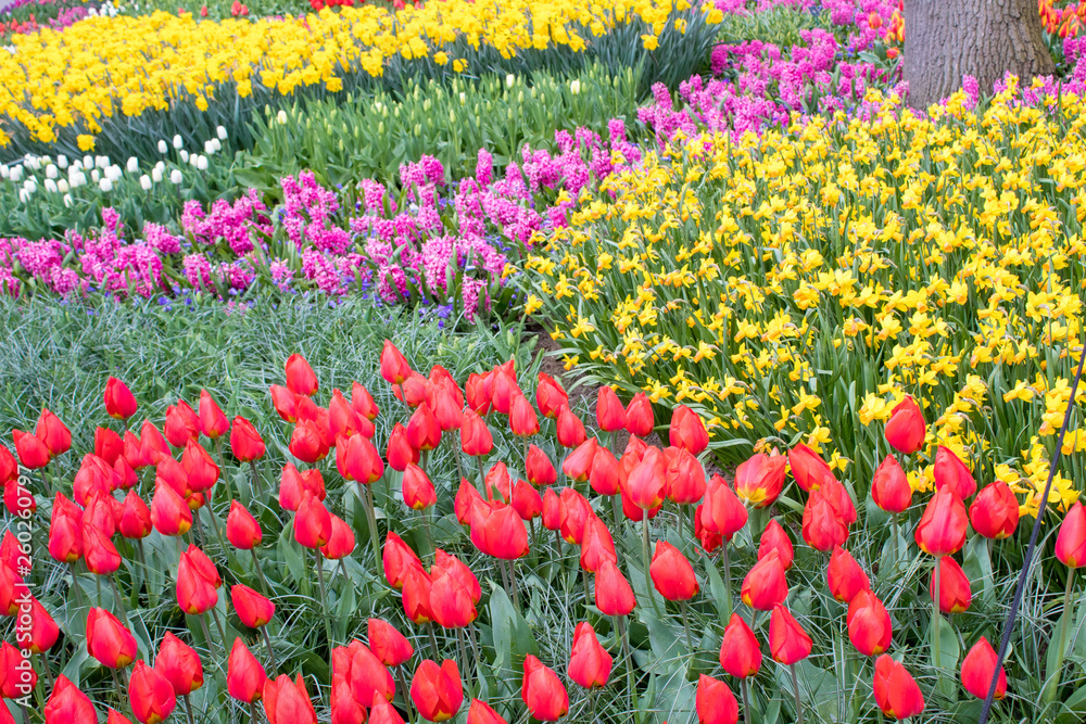 Beautiful colorful tulips and daffodils fields in Netherlands Beautiful colorful tulips and daffodils fields in Netherlands