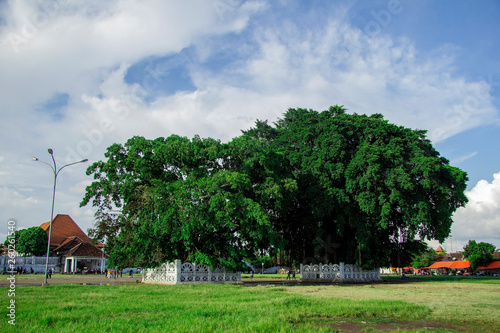 twin banyan trees in the south square, alun-alun selatan yogyakarta photo