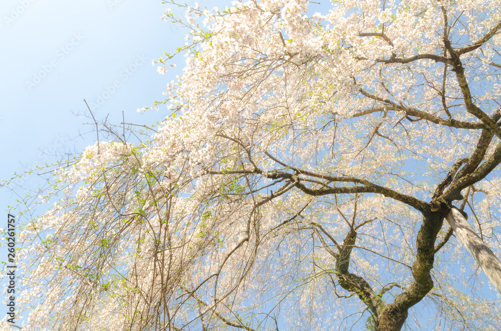 Fototapeta premium しだれ桜
