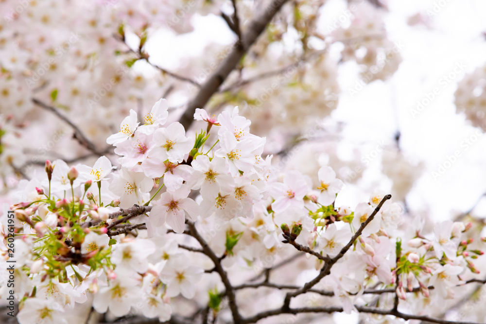 東京千鳥ヶ淵の桜