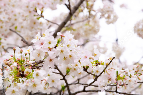 東京千鳥ヶ淵の桜 © あんみつ姫