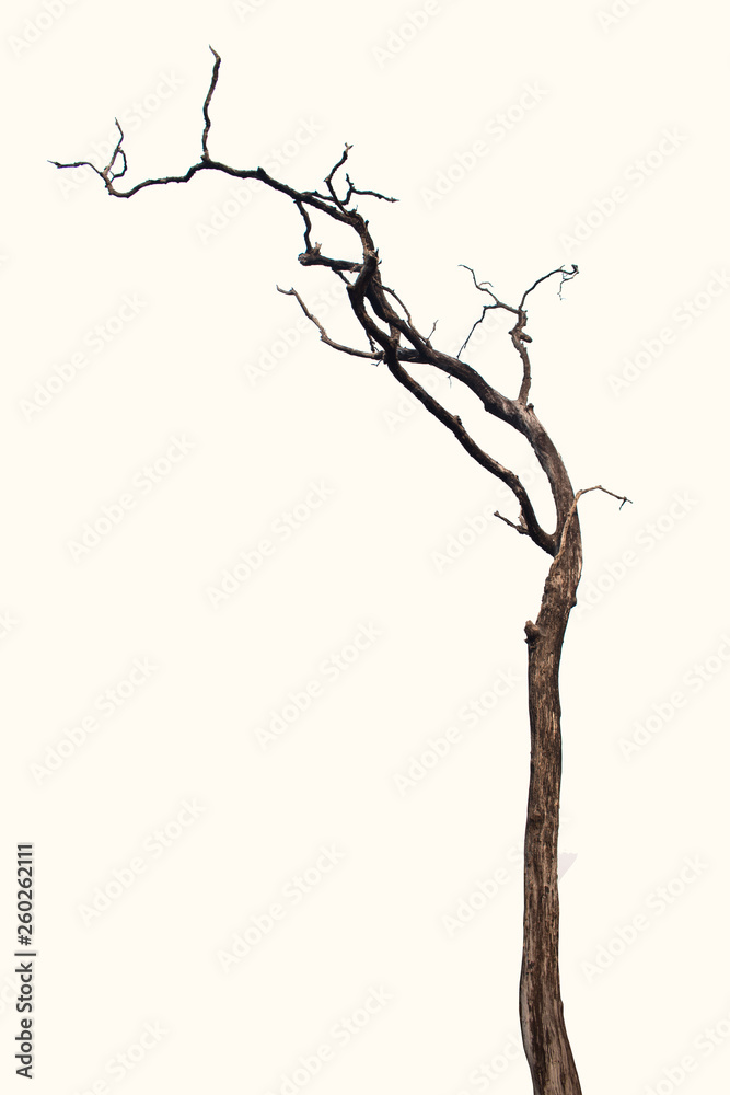 Fototapeta premium Dead tree isolated on white background