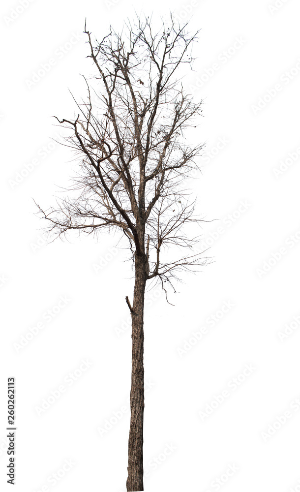 Obraz premium Dead tree isolated on white background