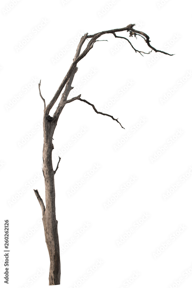 Dead tree isolated on white background Dead tree isolated on white background