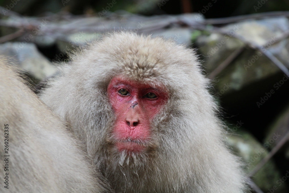 Naklejka premium japanische Schneeaffen im Onsen