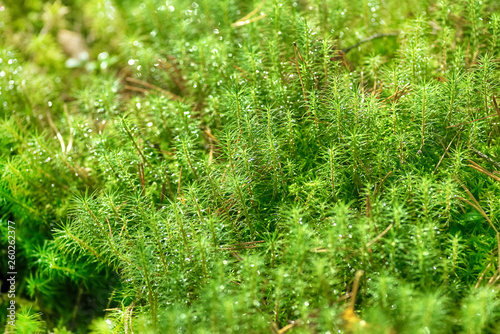 Moss in the marsh with drops of dew on a sunny day