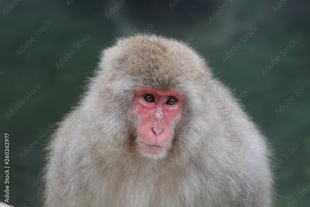 Fototapeta premium japanische Schneeaffen im Onsen
