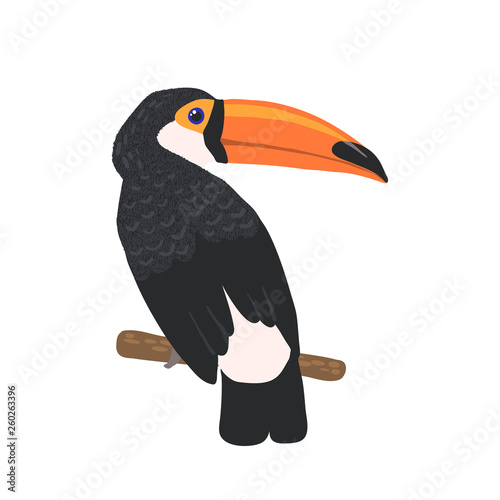 Hand drawn toucan isolated on white background.