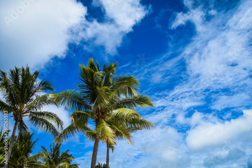 Palmeras del Caribe