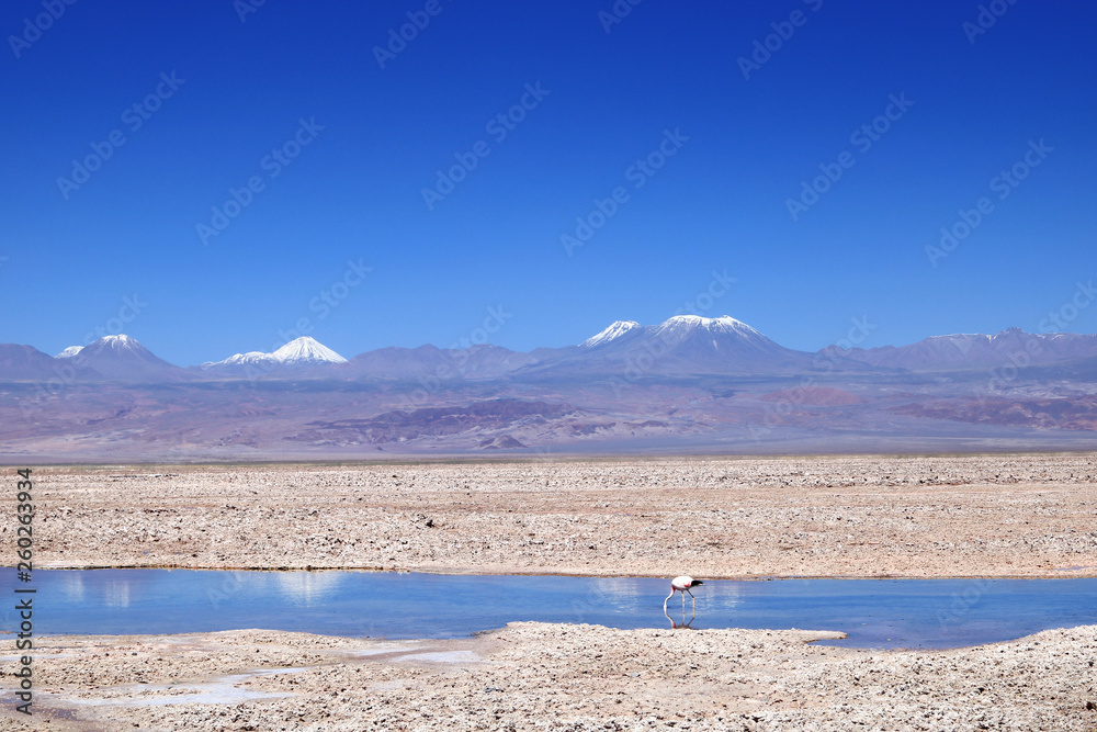 Lonely flamingo in Laguna Chaxa Salar de Atacama