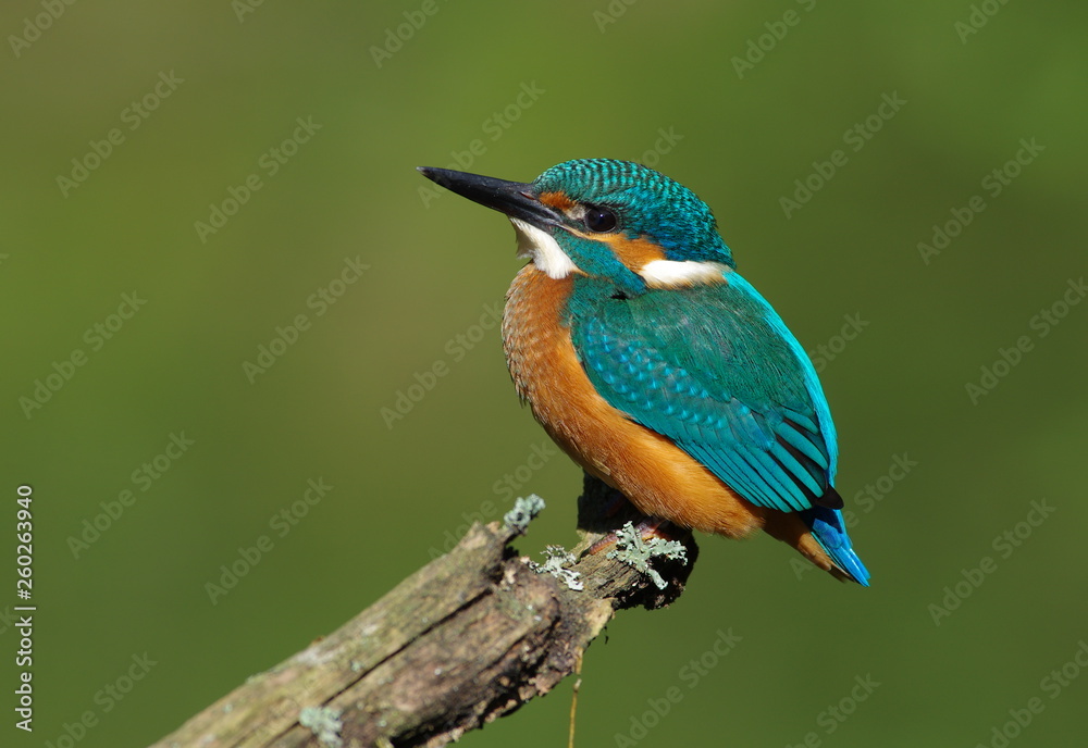 Obraz premium Kingfisher on a branch