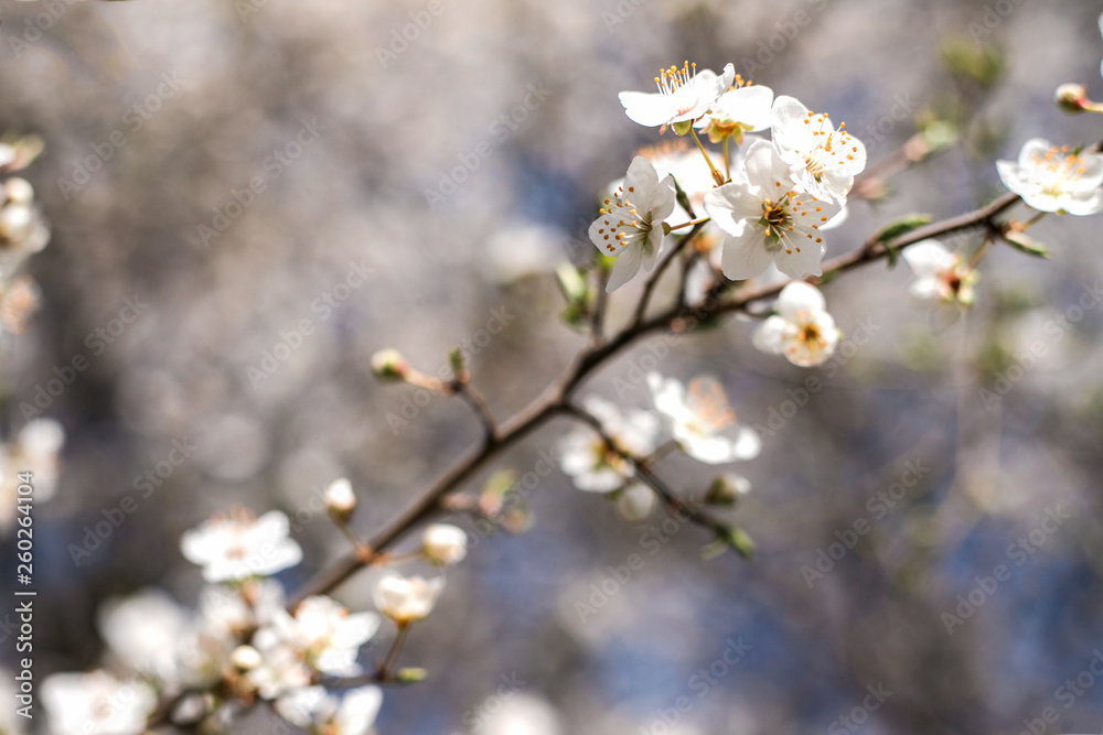 Branches of blossoming tree outdoors at spring. Branches of blossoming tree outdoors at spring.
