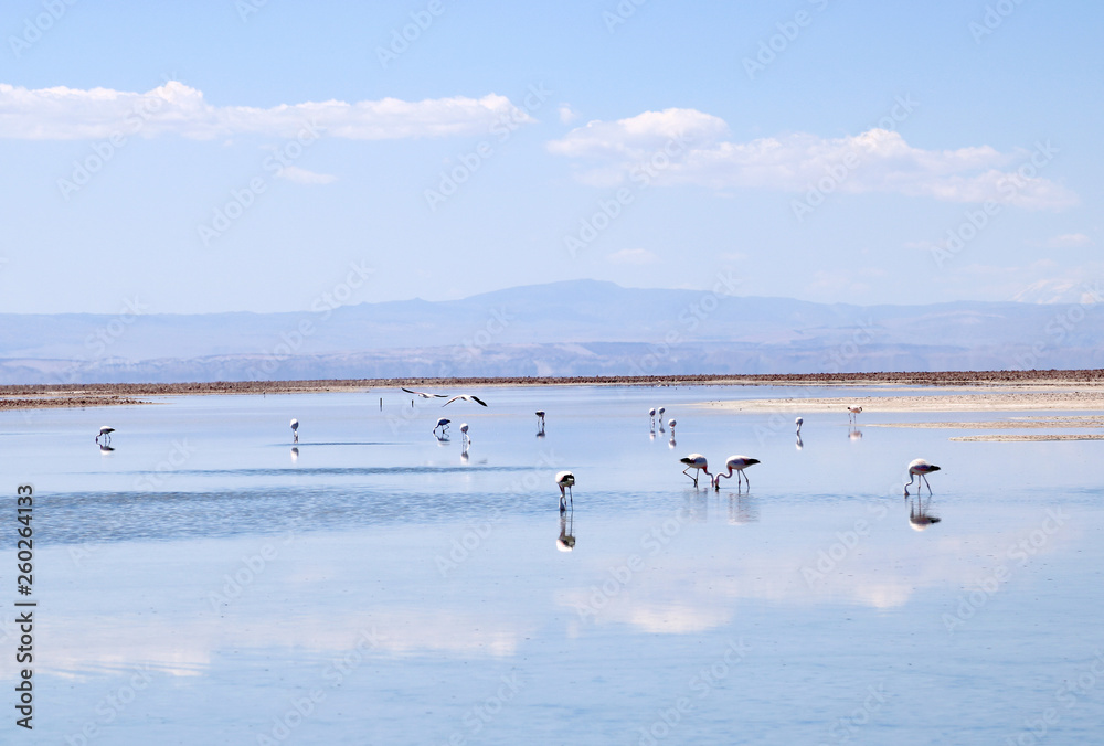 Laguna Chaxa with flamingos Atacama 