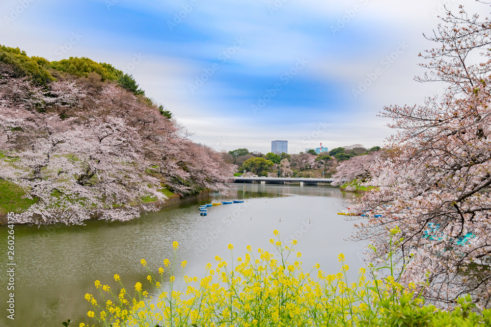 Obraz premium 東京千鳥ヶ淵の桜