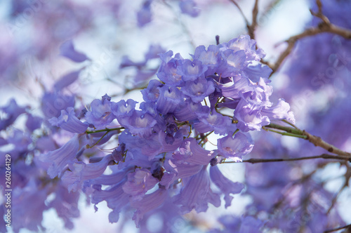 Delicate purple floral background of blooming jacaranda tree