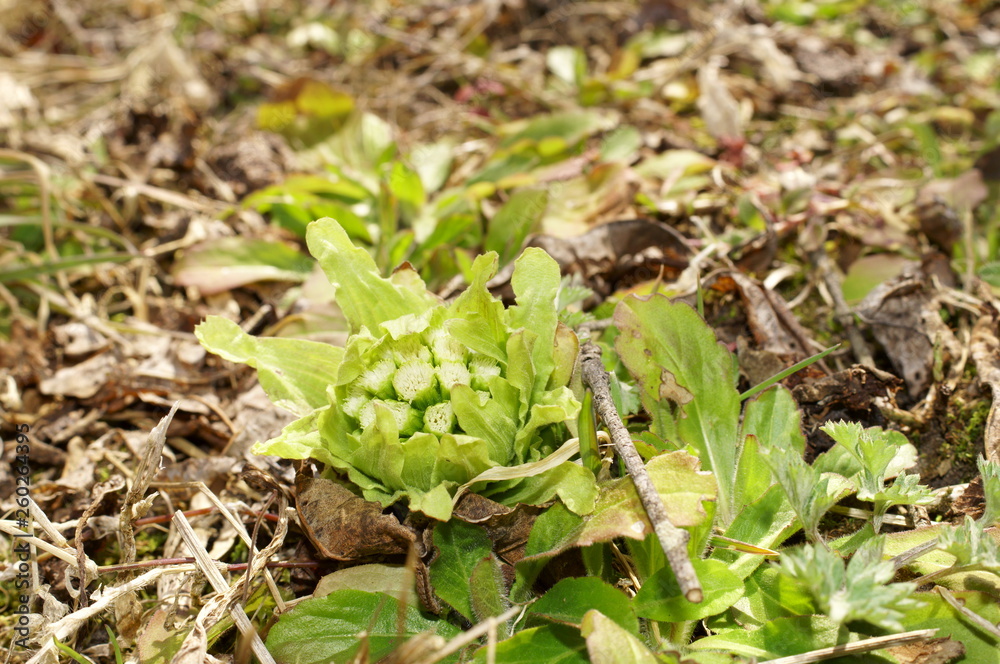 butterbur to bud