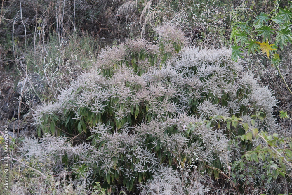 Fototapeta premium grass in the forest