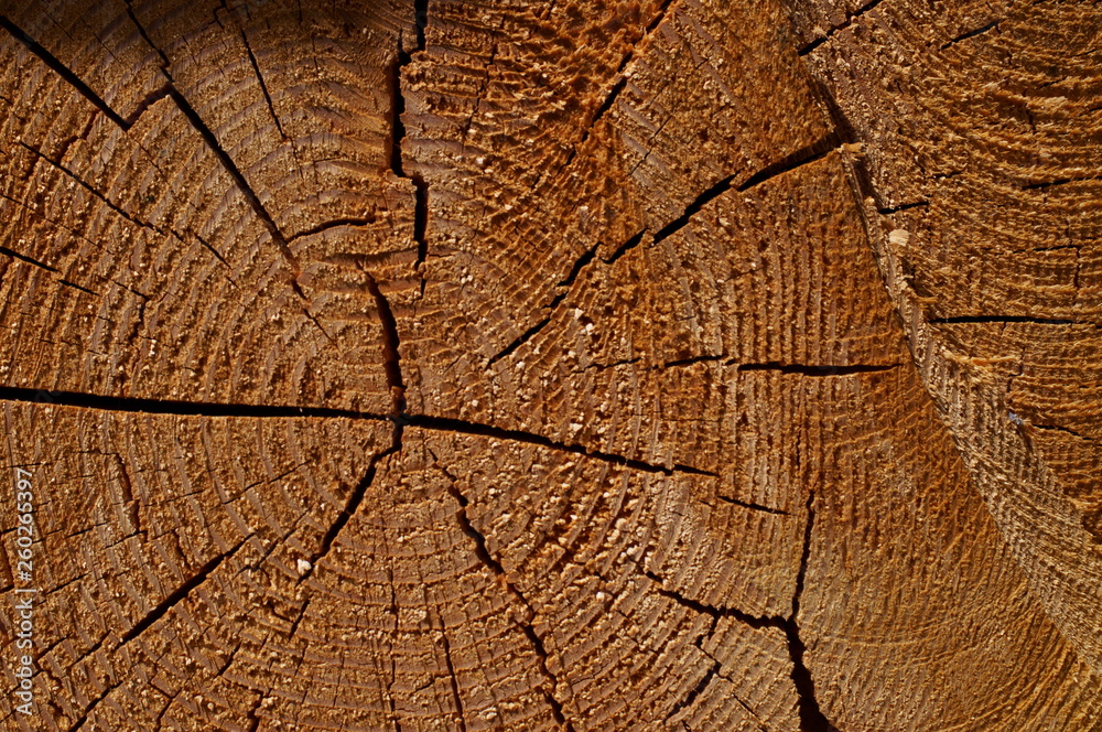 wood log Cut end