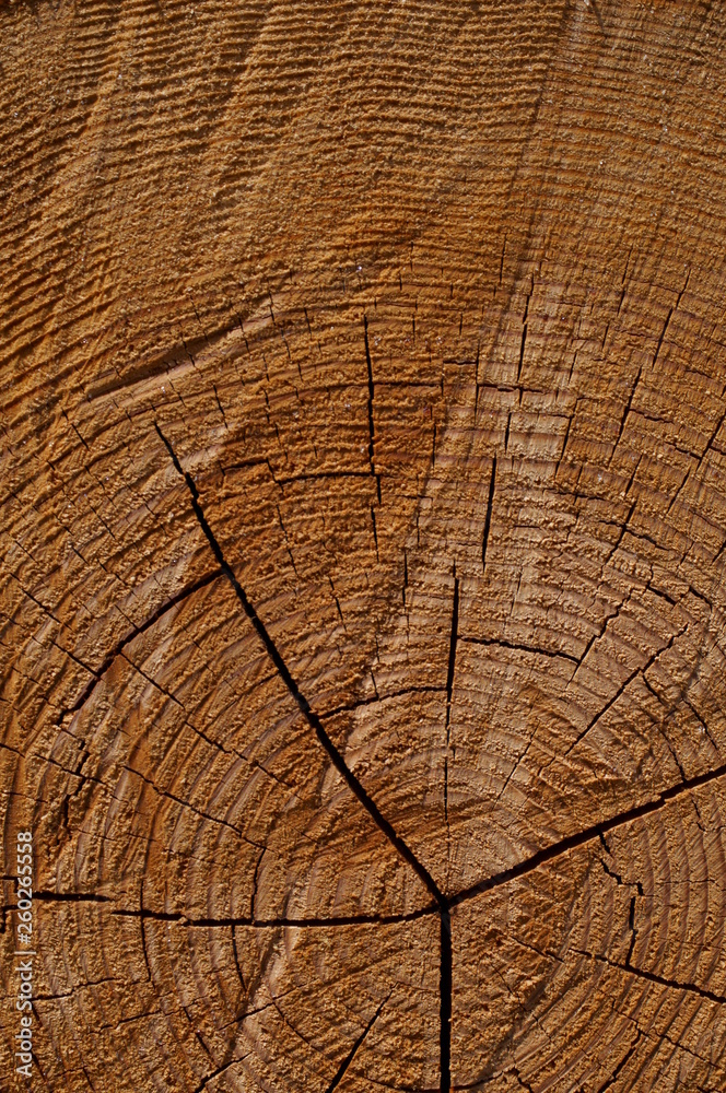 Fototapeta premium wood log Cut end