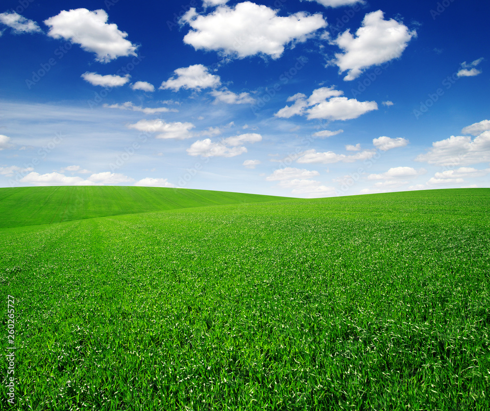 Field and blue sky with white clouds Field and blue sky with white clouds