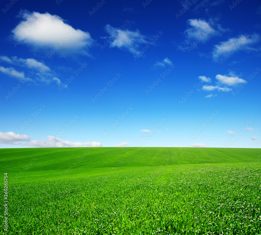 Field and blue sky with white clouds Field and blue sky with white clouds