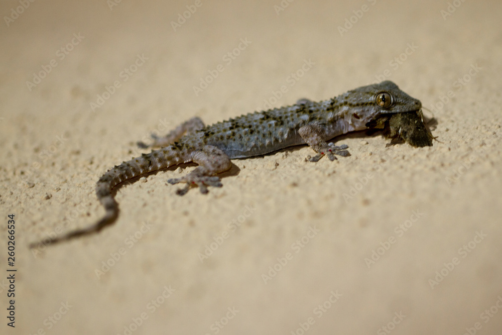 Ein Mauergecko mit einem erbeuteten Nachtfalter an einer hellen Hauswand in der Seitenansicht Ein Mauergecko mit einem erbeuteten Nachtfalter an einer hellen Hauswand in der Seitenansicht