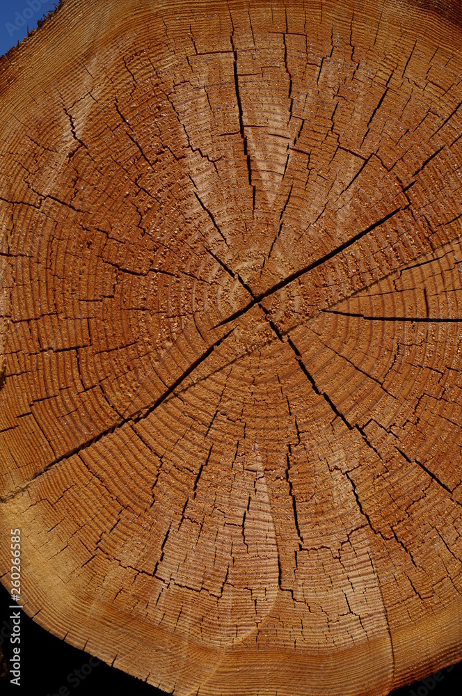 Fototapeta premium wood log Cut end