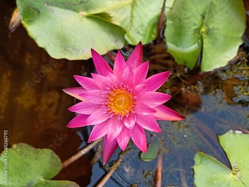  Lotus bloom in clean pool