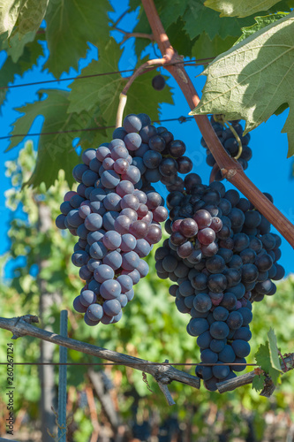 Wallpaper Mural Beautiful Grape Fruit Vineyard Ready to Produce Wine Torontodigital.ca