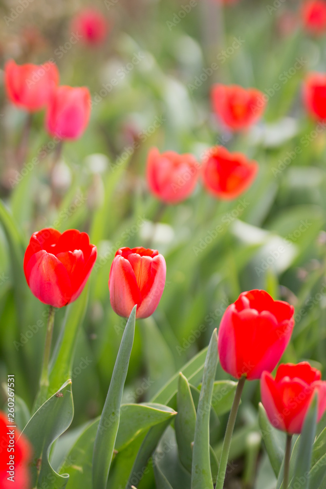 tulips in home-garden countryside tulips in home-garden countryside