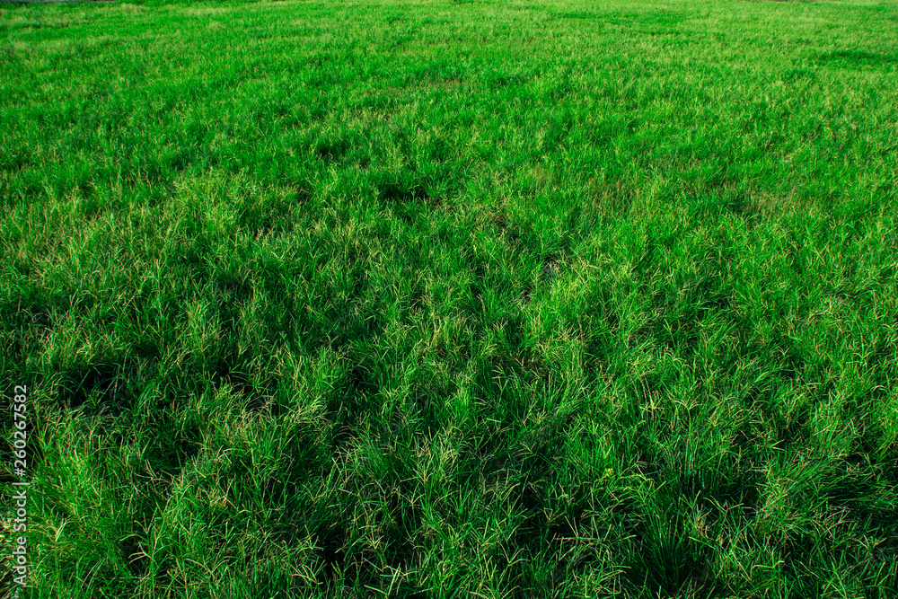 Fototapeta premium fresh green grass on the field, green grass texture