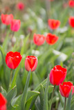 tulips in home-garden countryside  