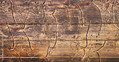 Woodworm borer tunels pattern. Dead tree infested by larvas macro surface texture.