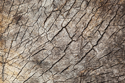 Cracked dry tree wooden pattern background. Log slice - tree cross section. Gray weathered wood texture.