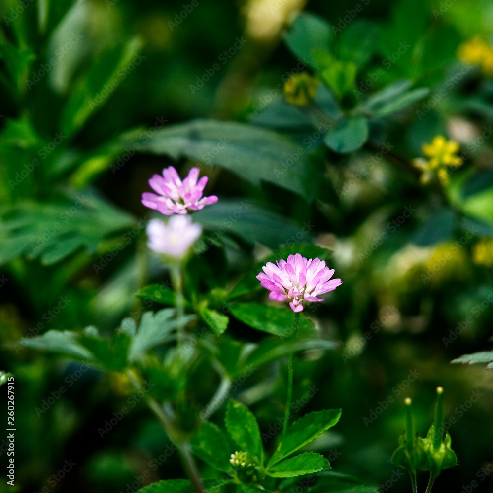 Texas Pink Wild Flower in Spring Texas Pink Wild Flower in Spring