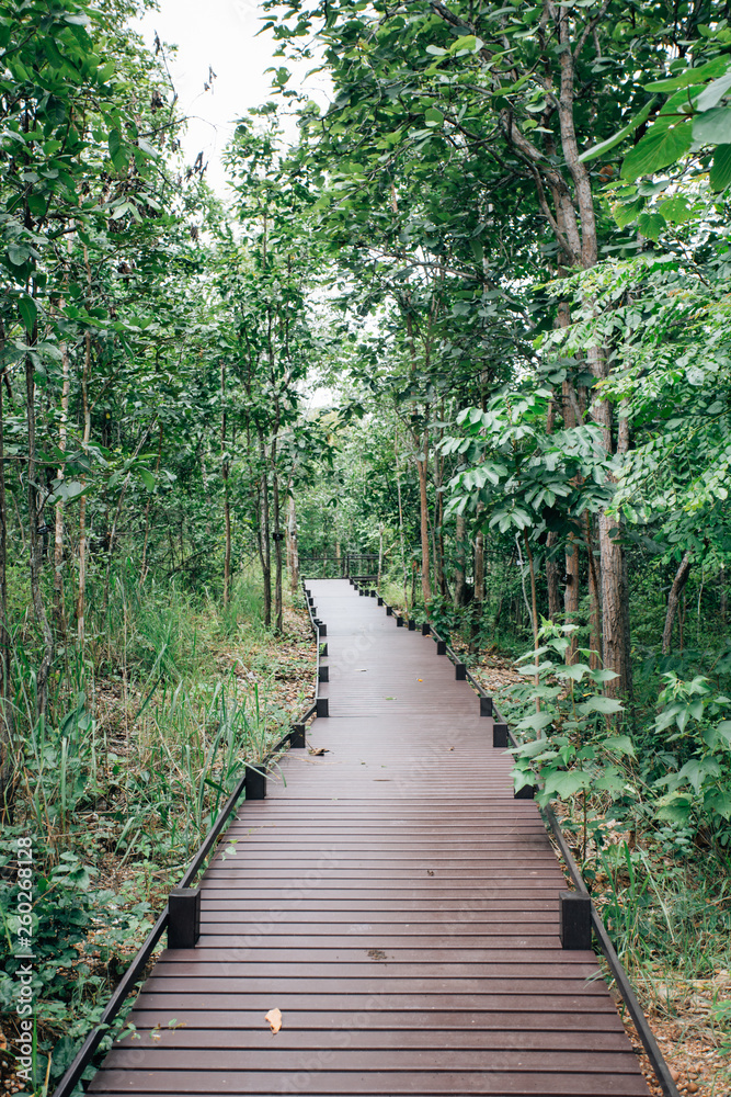 path in the forest