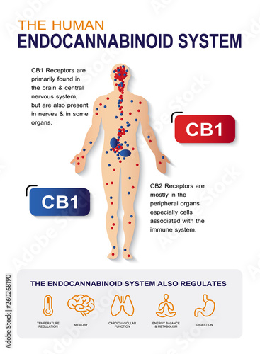 human endocannabinoid system,effect on body,vector infographic on white background.