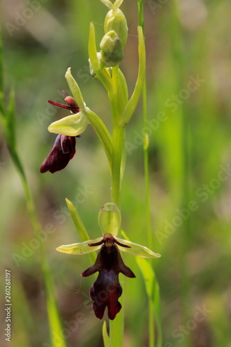 Fliegen Ragwurz(Ophrys insktifera) photo