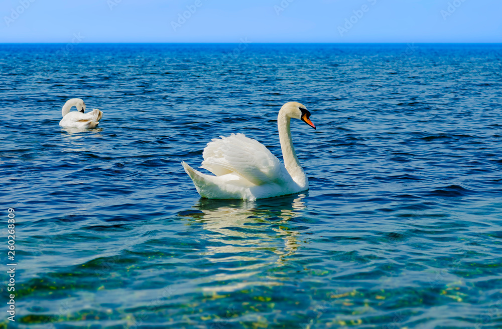 White Swan on the Black sea. White Swan on the Black sea.