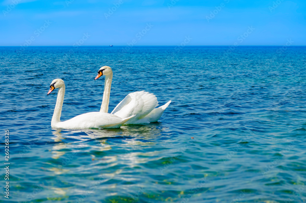 White Swan on the Black sea. White Swan on the Black sea.