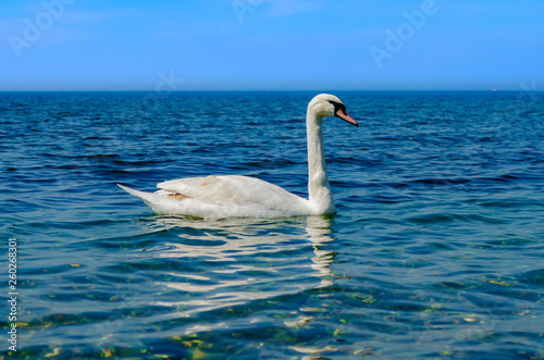White Swan on the sea.