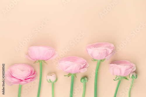 Pink colored feminine peony, rose or buttercup flowers with delicate layered petals flat lay. Card with copy space for Mother's women's St Valentine's Day, spring summer concept