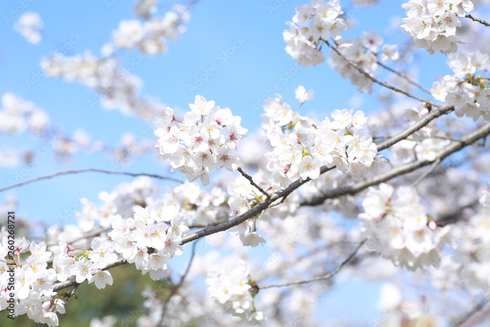 青空に映える桜の枝