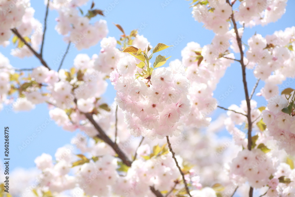 Naklejka premium 青空に咲く満開の八重桜