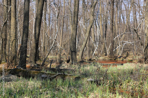 marsh in spring forest