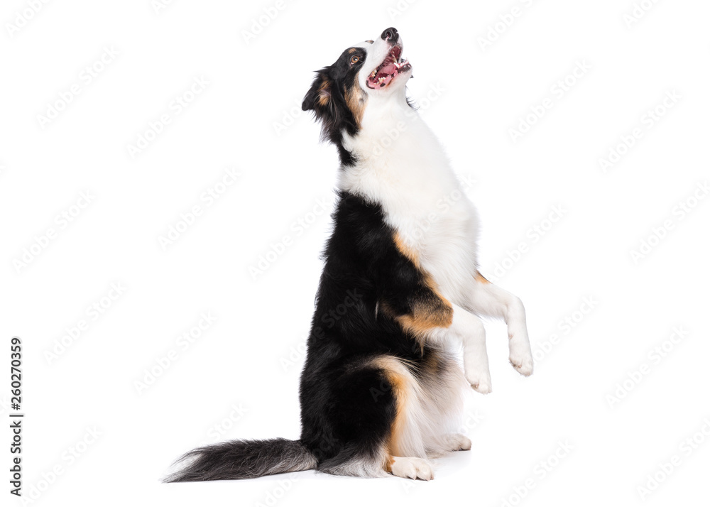 Fototapeta premium Portrait of cute young Australian Shepherd dog sitting on floor, isolated on white background. Beautiful adult Aussie, sitting on two legs and looking upward.