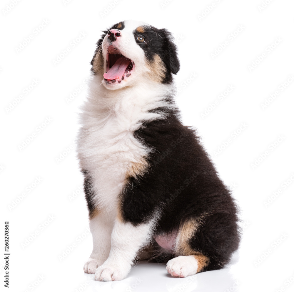 Beautiful happy Australian shepherd puppy dog is sitting frontal and looking upward, isolated on white background