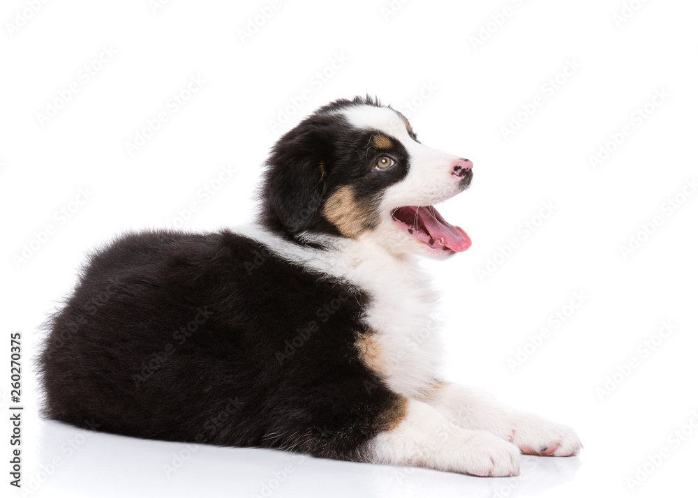 Playful Australian Shepherd purebred puppy, 2 months old looking away. Happy black Tri color Aussie dog, isolated on white background.