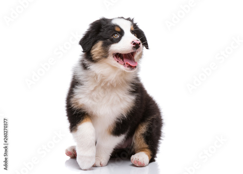 Beautiful happy Australian shepherd puppy dog is sitting frontal and looking upward, isolated on white background
