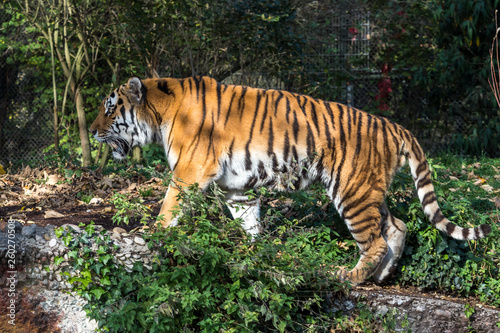 The Siberian tiger Panthera tigris altaica in the zoo